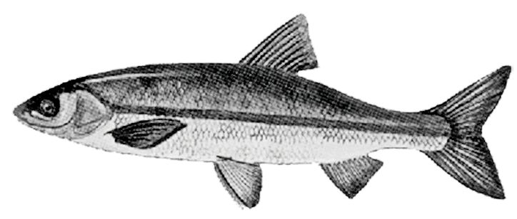 Pseudochondrostoma polylepis_01.jpg